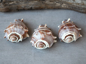 Caribbean Crown Conch Shell Specimen