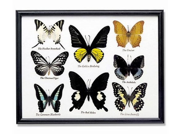 Eight Framed Butterfly Specimens