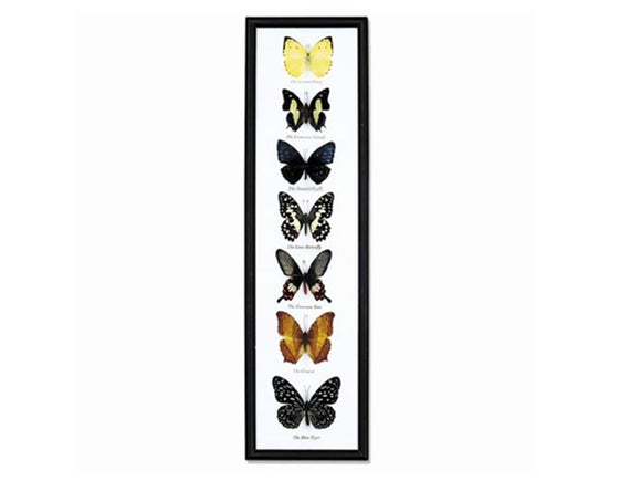 Seven Framed Butterfly Specimens