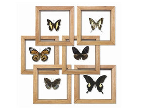 Single Framed Butterfly Specimen